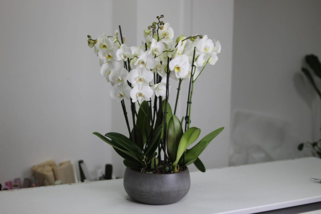 Czego Twój storczyk potrzebuje w marcu, aby ponownie zakwitnąć?