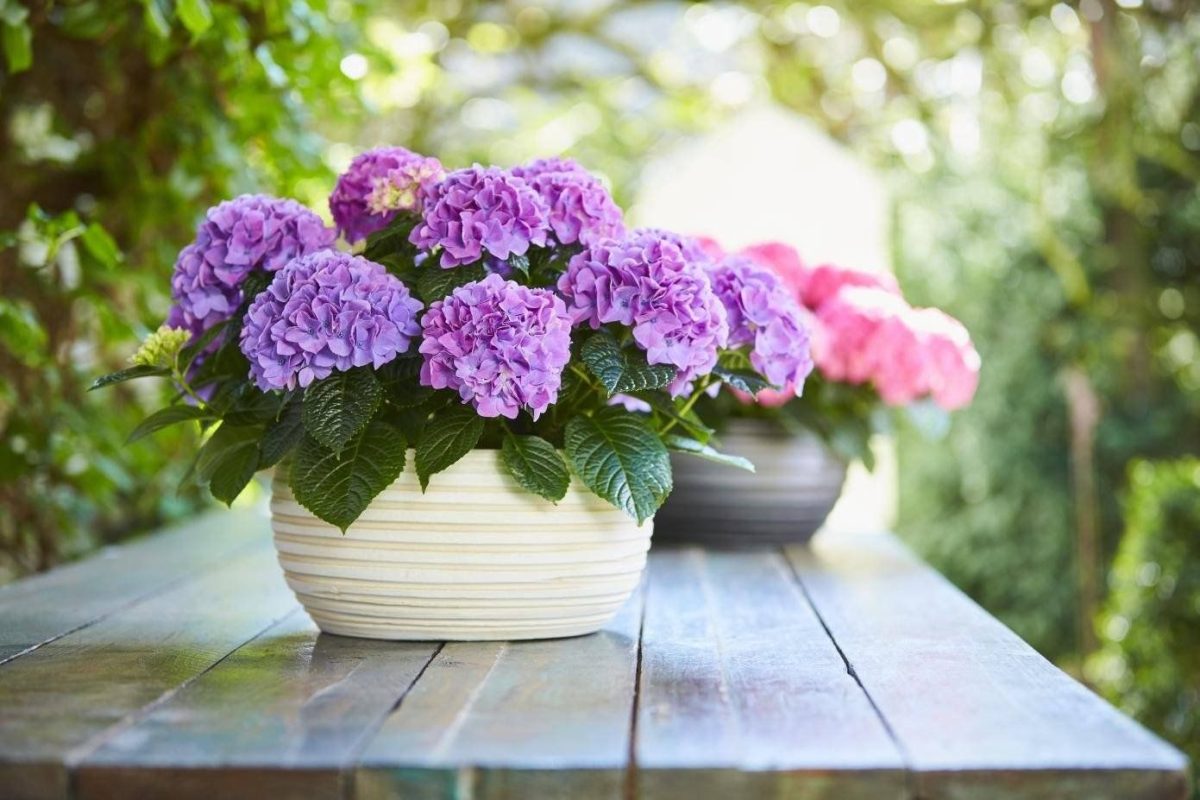 Jak przygotować naturalny nawóz do hortensji? Wypróbuj ten patent