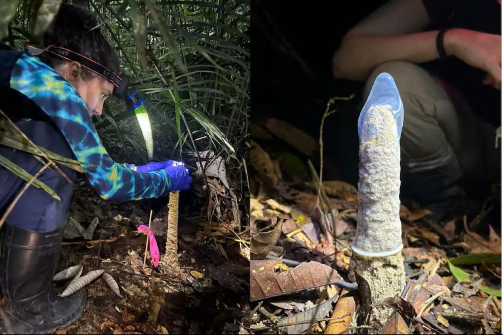 Amazońskie owady budują tajemnicze wieże, a naukowcy badają je... prezerwatywami