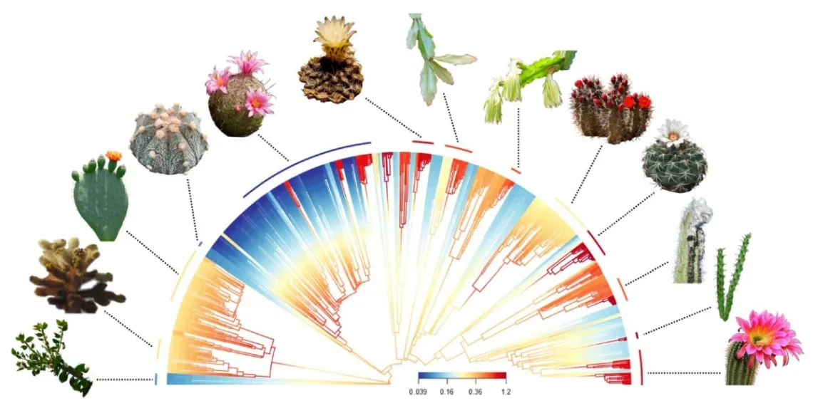 Kaktusy rzucają wyzwanie Darwinowi: Zaskakujące odkrycie w świecie ewolucji