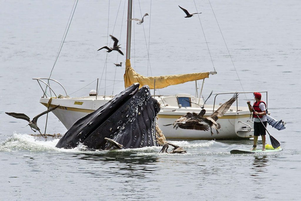 Chile ma tragiczny rekord: Najwięcej śmiertelnych zderzeń statków z wielorybami na świecie