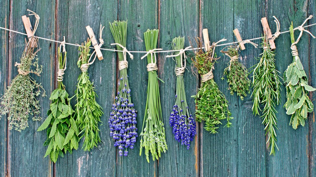 Trzy rośliny lecznicze z Ameryki Łacińskiej, które uzdrawiają społeczności i chronią przyrodę