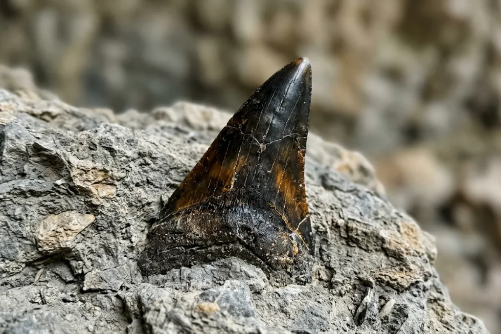 Luizjana skrywała potwory. Naukowcy odkryli, jak wyglądał świat na chwilę przed końcem dinozaurów