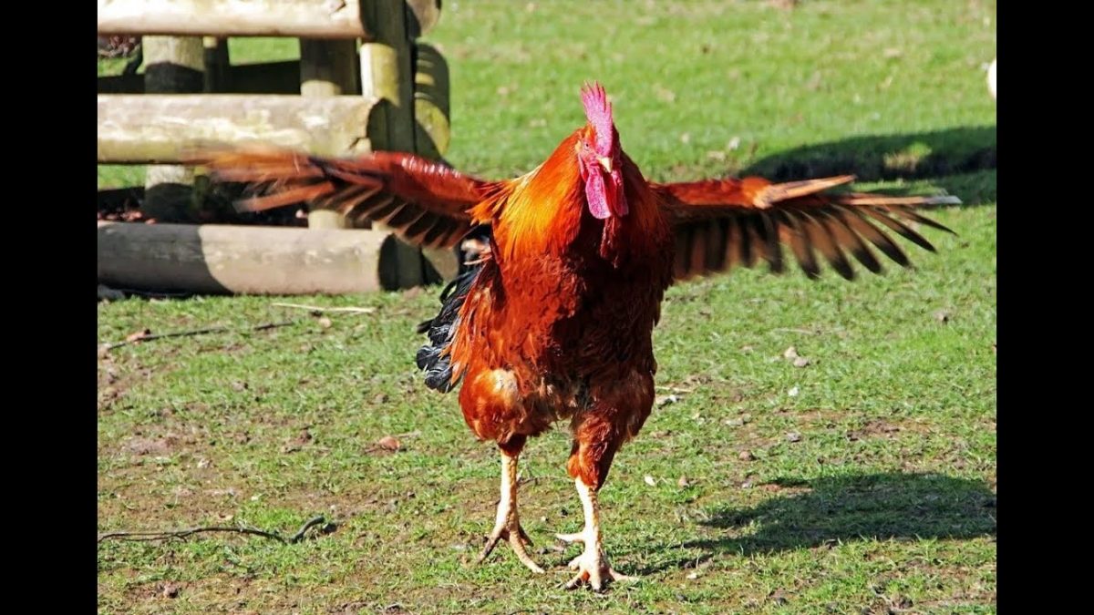 Niepełnosprawny emeryt walczy o swoje „terapeutyczne koguty” – prawo kontra zdrowie psychiczne