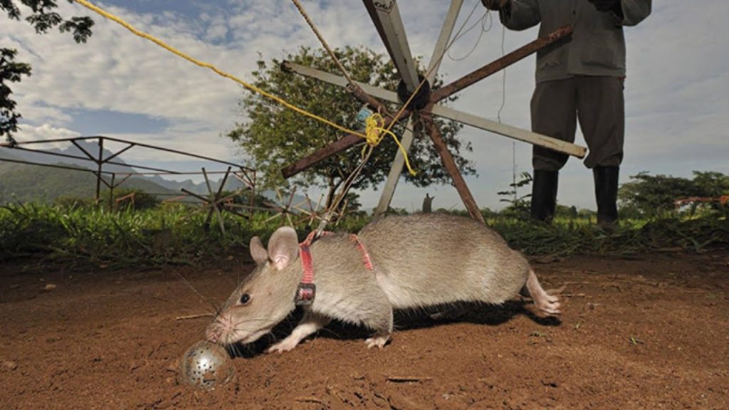 Zwierzęce supermoce, których nie zastąpi żaden robot: Zapomnij o AI, natura ma lepsze rozwiązanie