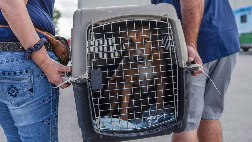 Twój pies to dla linii lotniczych tylko walizka. Szokujący wyrok TSUE po 6 latach walki