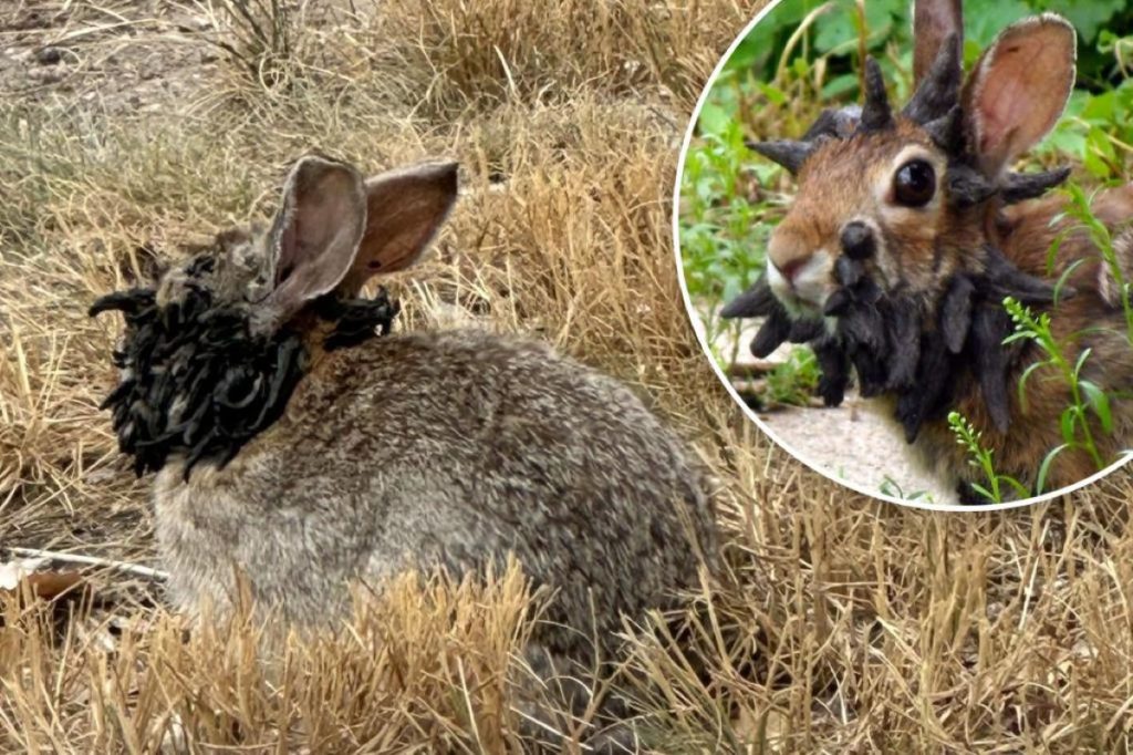 Króliki "Frankensteina" z czarnymi kolcami na głowach. Makabryczne odkrycie w USA