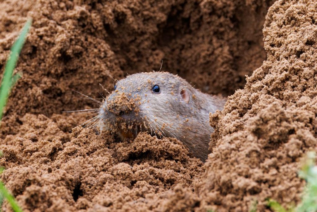 Naukowcy zrzucili susły na zbocza wulkanu. Po 40 latach okazało się, że to był genialny ruch