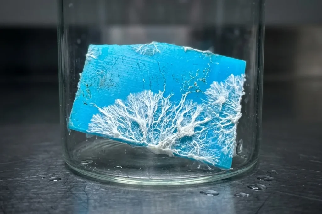 Cud z Amazonii kontra plastik: Ten grzyb zjada śmieci i może uratować naszą planetę