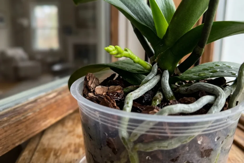 Twój storczyk od miesięcy nie wypuścił ani jednego kwiatu? Zastosuj metodę „szoku termicznego”, a oszaleje z radości.